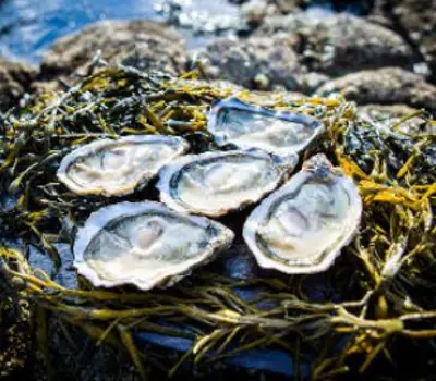 Health and Nutritional Benefits of Seafood