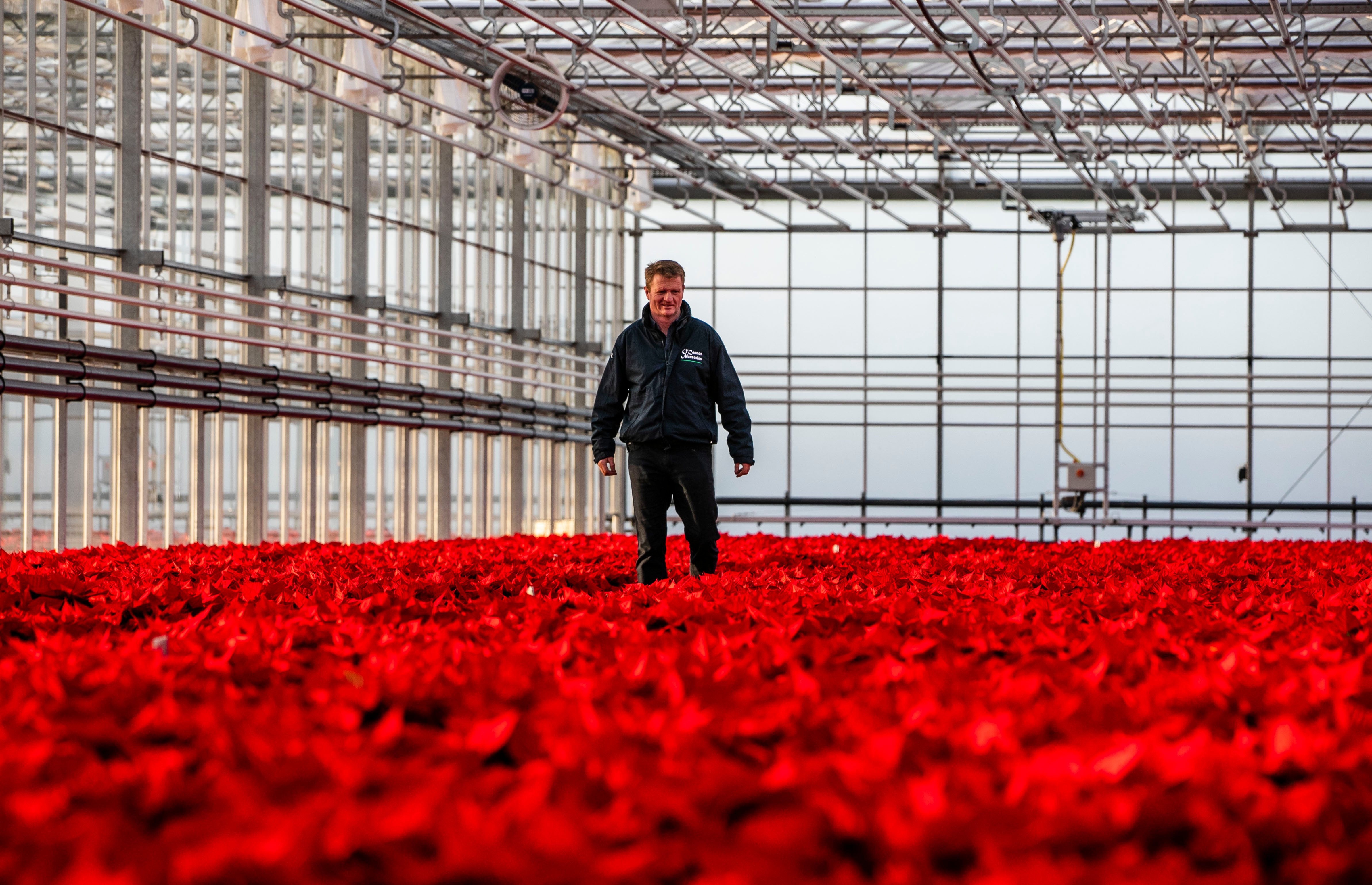 Jim O Connor proudly walking through his field of poinsettias