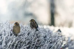 January Gardening