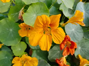 August Gardening