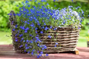 June Gardening