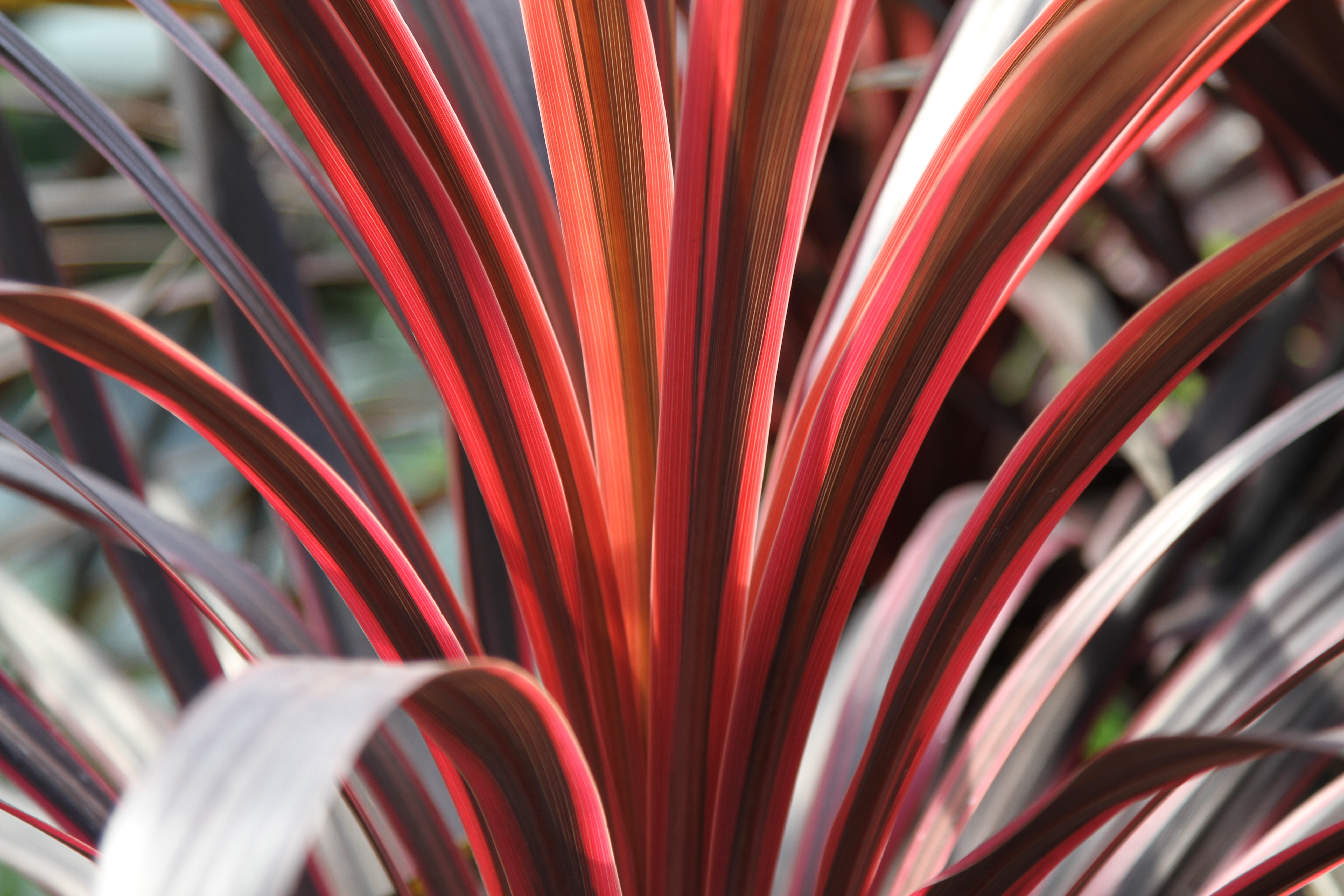 shutterstock_1546527011 cordyline.jpg